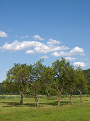 Fototapeta na wymiar Meadow With Scattered Fruittrees