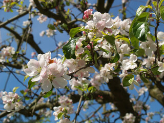 Prince Apple,Old North German Apple Variety