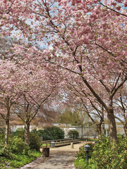 Cherry Blossom At Planten And Flowers, Hamburg, Germany, Europe