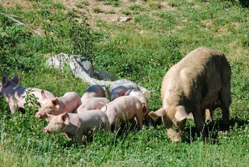 Some piglets looking for food