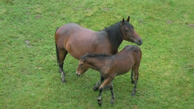 Horse foal and mother mare graze on pasture on background of green grass in rain. Wet brown colt drinks milk from equine at ranch. Slow motion. No people. Horse breeding farm in countryside. Top view