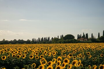 Fototapeta premium Sunflower field at dusk