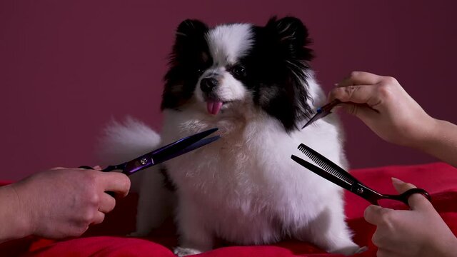 Groomers give a stylish haircut to a black and white Pomeranian who obediently sits on a red pillow. Pet in the studio on a burgundy background. Slow motion. Close up.