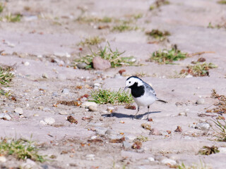 white wagtail perching on the ground in sunshine