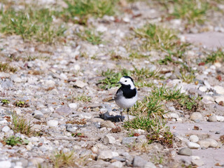 Obraz na płótnie Canvas white wagtail perching on the ground in sunshine