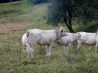 Cows grazing free in a field, Piedmont - Italy