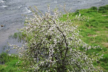 Naklejka premium Apple tree blossoming with many white flowers in spring on the river bank