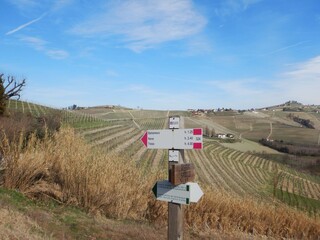 Trails in the hills of the Langhe, Piedmont - Italy