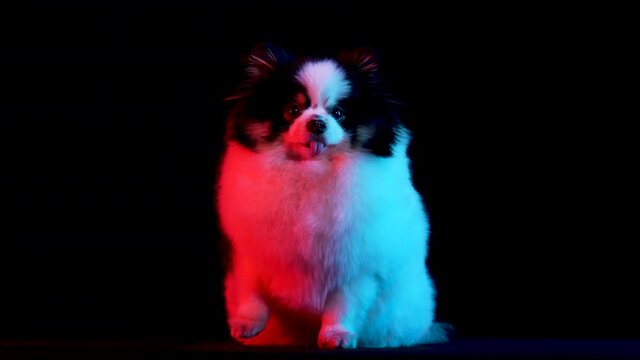 Front view of a black and white Pomeranian spitz sitting with his tongue sticking out. The pet poses in the studio on a black background in red neon light. Slow motion. Close up.