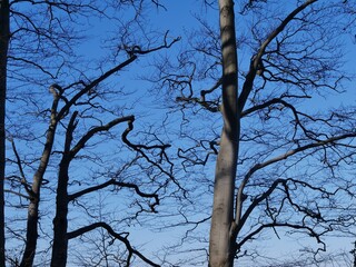 Kahle Bäume vor blauem Himmel