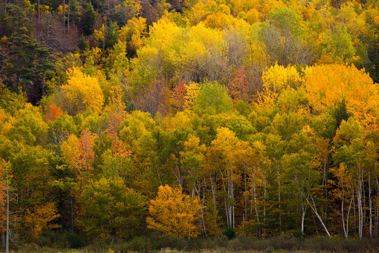 USA, Maine. Fall Foliage In Acadia National Park.