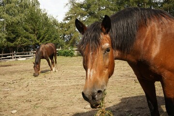 Horses in the enclosure of a farm in Piedmont, Italy