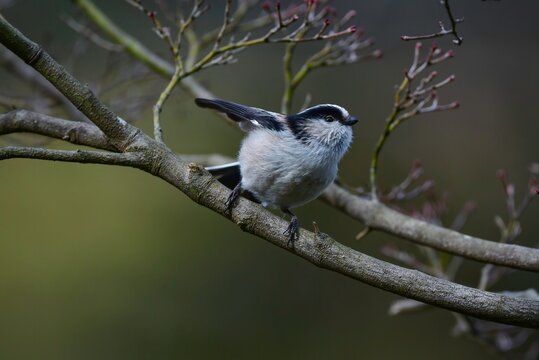 4 1 Best かわいらしい Images Stock Photos Vectors Adobe Stock