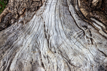 old wood texture