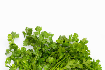 Fresh coriander on white background.