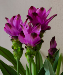 Fiore di curcuma