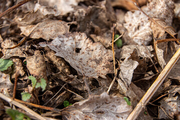 leafs on the ground closeup