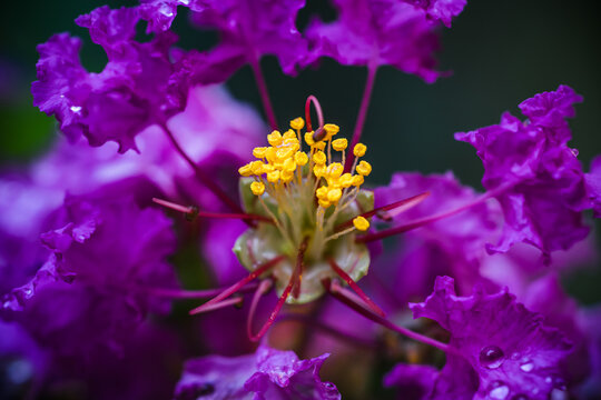 Macro photography of the yellow stamens of a purple or violet flower called crape myrtle (Lagerstroemia indica). © David