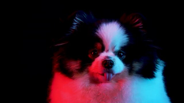 Portrait of a charming Pomeranian on a black background in red neon light. Close up of a dog's muzzle with protruding tongue. Slow motion.