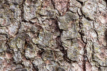 bark of a tree