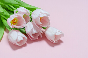 Fototapeta na wymiar Bouquet of pink tulips on a pink paper background. Spring card mockup with place for text. Five flowers tulip close-up. Tulip - a symbol of spring and Easter.