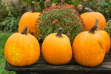USA, Maine, Wells. Pumpkins in autumn.