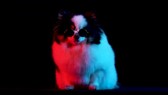 Front view of a black and white Pomeranian in round sunglasses, sitting with his tongue out. The pet poses in the studio on a black background in red neon light. Slow motion. Close up.