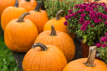 USA, Maine, Wells. Pumpkins in autumn.