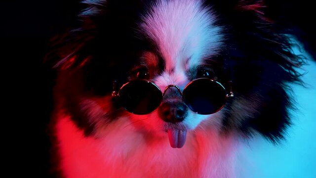 Portrait of a charming spitz in round sunglasses on a black background in red neon light. Close up of a dog's muzzle with protruding tongue. Slow motion.