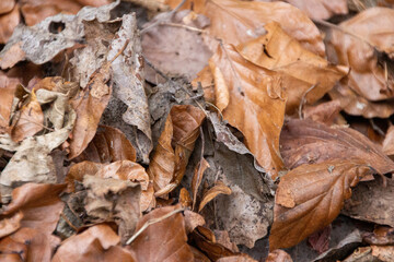 dry leafs on the ground closeup