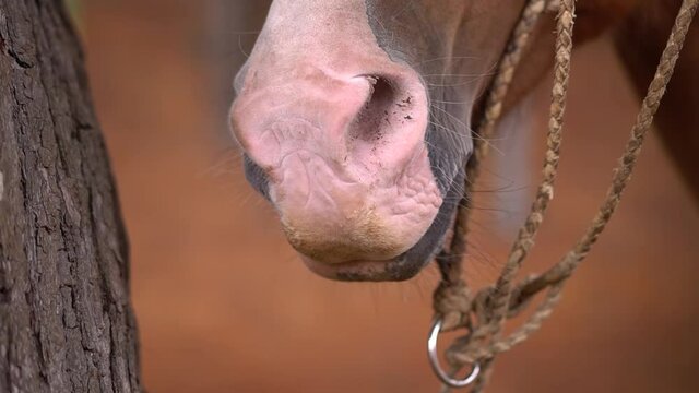 horse head