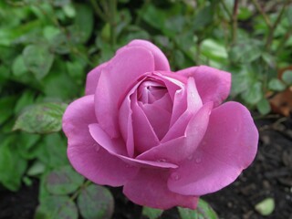 Beautiful Bright Closeup Purple Rose Flowers Bloom In The Rose Garden In Summer