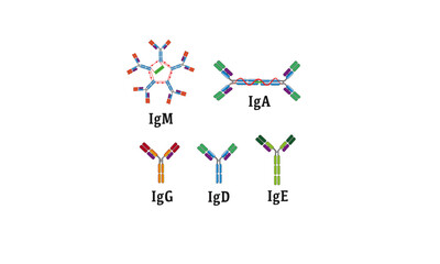 Antibodies [immunoglobulins]