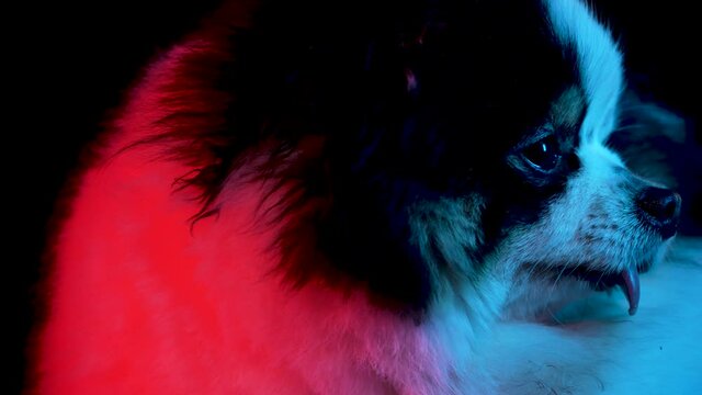 Profile portrait of a charming spitz on a black background in red neon light. Close up of a dog's muzzle with protruding tongue. Slow motion.