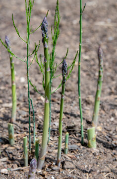 Young Green Asparagus Spears Growing in Garden