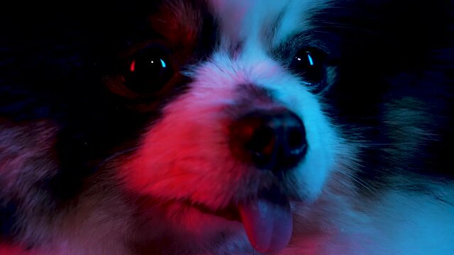 Portrait of a charming spitz on a black background in red neon light. Extremely close up of a dog's muzzle with protruding tongue. Slow motion.
