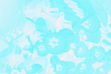 Fototapeta na wymiar Aqua blue color background with delicate floral pattern