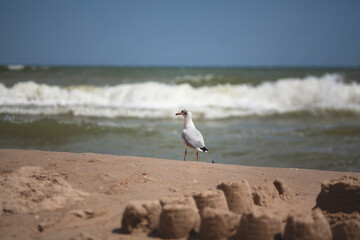 Seagull by the sea. Summer vacation