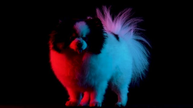 Black and white pomeranian spitz stands in full growth and licks its lips, then turns and stands sideways. The pet poses in the rays of red neon light on a black background. Slow motion. Close up.
