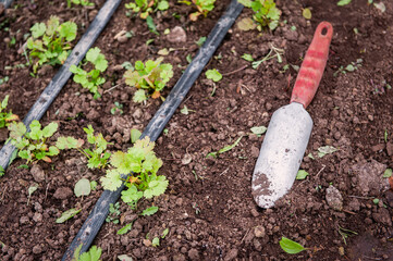 Rows of cilantros between irrigation drippers next to a red-handled shovel.