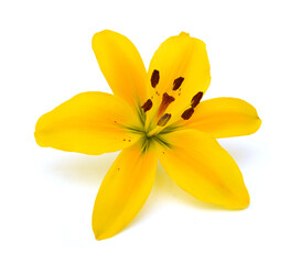 Beautiful Lily flower isolate on white 