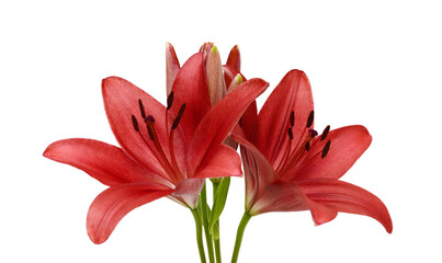 Beautiful Lily flower isolate on white 