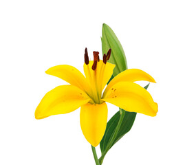 Obraz premium Beautiful Lily flower isolate on white 