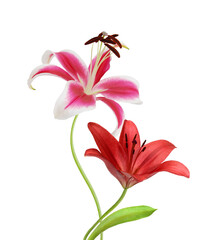 Naklejka premium Beautiful Lily flower isolate on white 