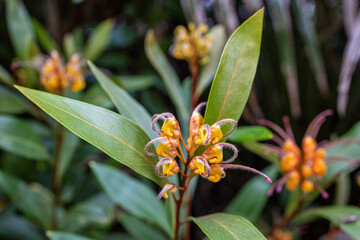 Grevillea Orange Marmalade in flower