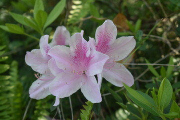 Obraz premium Designer Flower