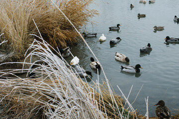 Ducks swimming in a pond on a cold winter day