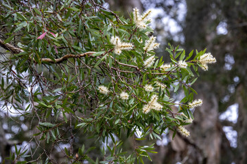Paper Bark Tree in flower