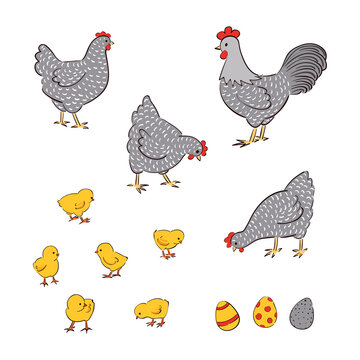 Chicken family vector illustration. Chick characters isolated on white - rooster, hens, eggs.