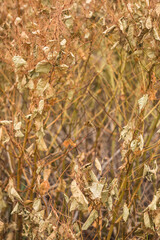 USA, Maine, Eastport. Autumn foliage.
